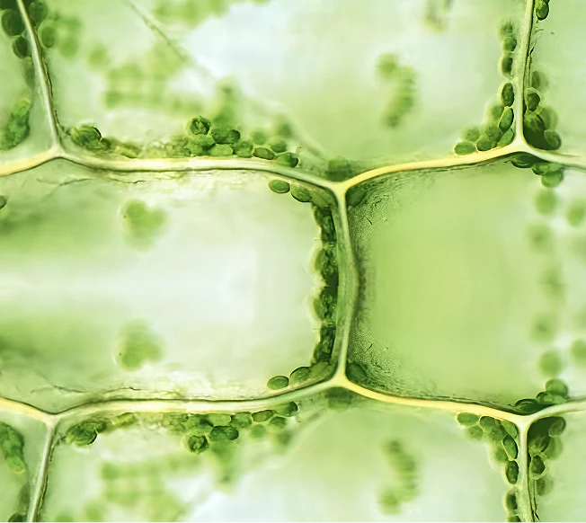 Hydroxytyrosol. Von uns angebaut.